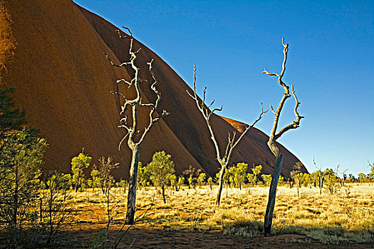 艾尔斯岩,枯木,北领地州,澳大利亚