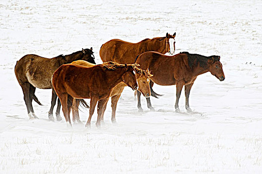 马,冬天,户外,农场主,风,鬣毛,尾部,表面,雪,草场,公路,西南方,艾伯塔省,加拿大