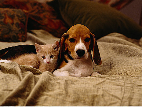 肖像,小猎犬,小狗,小猫,躺着,毯子