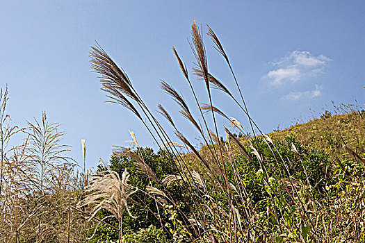 野生植物,英国,新界,香港