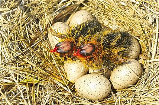 黑鸭,幼禽,孵化,蛋