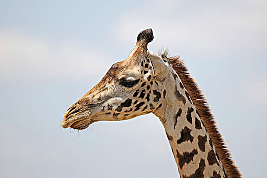 马赛长颈鹿,乞力马扎罗山,长颈鹿,肖像,马赛马拉国家保护区,肯尼亚,东非,非洲