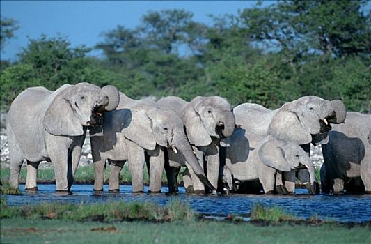 非洲象,喝,水潭,埃托沙国家公园,纳米比亚