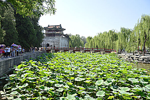 颐和园,荷塘美景,北京海淀区