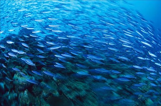 鱼,群,鱼群,博奈尔岛,加勒比海