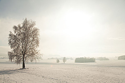 树,冬天,萨尔茨堡,奥地利,欧洲