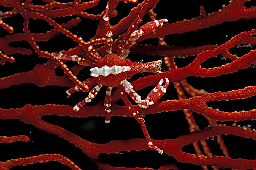 巴布亚新几内亚,西部,未知,蜘蛛蟹,珊瑚