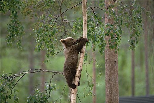 棕熊,幼兽,攀登,树,德国