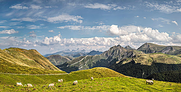 绵羊,放牧,比利牛斯山脉,法国,靠近,边界