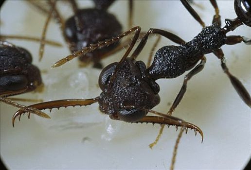 鹿角,蚂蚁,一个,国家公园,苏拉威西岛,印度尼西亚