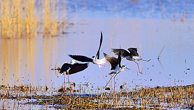 大庆湿地鹬鸟飞舞