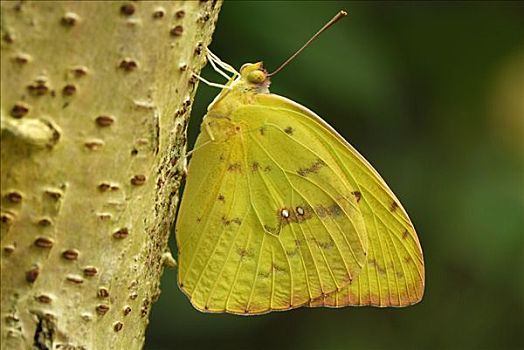 蝴蝶,哥伦比亚