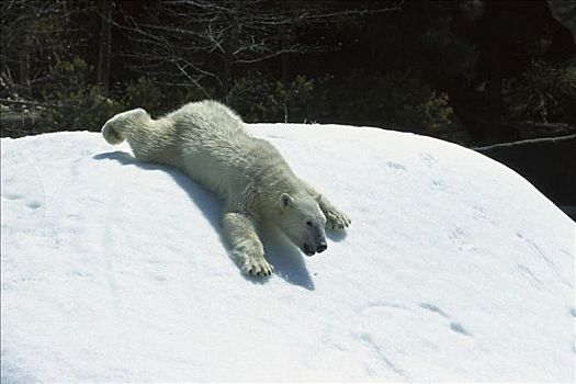 北极熊,滑动,雪堆,加拿大