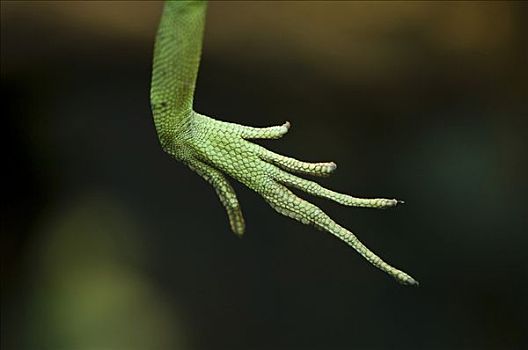 蜥蜴,脚,脚趾