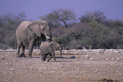 非洲,纳米比亚,埃托沙国家公园,大象,幼仔