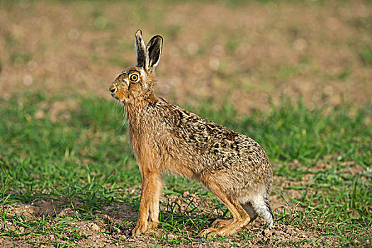 棕兔,欧洲野兔,春天,诺福克,英格兰,英国,欧洲
