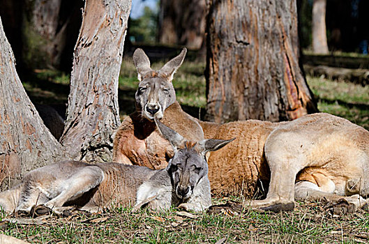 澳大利亚,阿德莱德,野生动植物园,红色,袋鼠,红袋鼠,一对,正面,大,背影