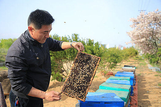 山东省日照市,为了一个共同爱好,哥俩和小蜜蜂一起追赶春天