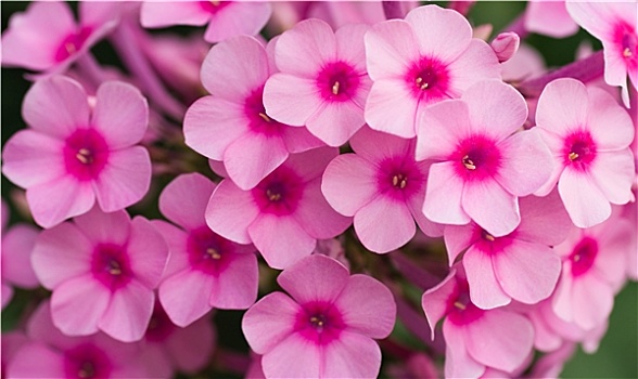 粉色,福禄考属植物,花,夏天