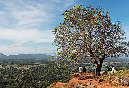 树,上面,锡吉里耶,狮子岩,斯里兰卡,亚洲