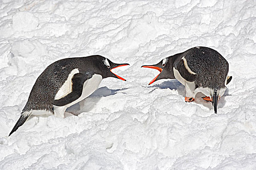 巴布亚企鹅,企鹅,两个,成年人,争斗,雪,南乔治亚