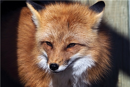 红狐,头像