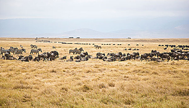 非洲,坦桑尼亚,角马,牧群,恩戈罗恩戈罗火山口