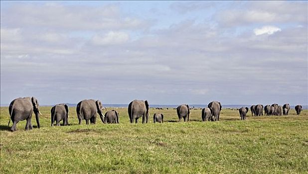 肯尼亚,安伯塞利国家公园,线条,大象,非洲象,沼泽