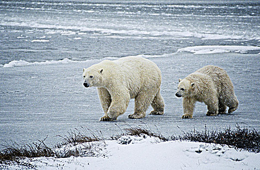 北极熊,暴风雪,丘吉尔市,曼尼托巴,加拿大