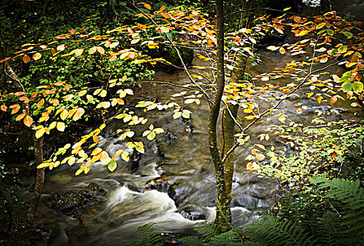 树林,场景,秋天,温暖,色彩,黄色,铜,叶子,框架,流水,爱尔兰
