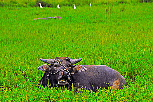 卧在草地中的水牛
