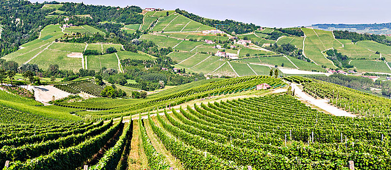 巴罗洛葡萄酒,产酒区,葡萄园,风景,意大利