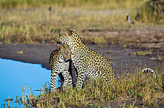 豹,幼兽,依偎,母亲,博茨瓦纳