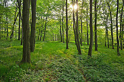 树林,春天,太阳,地区,黑森州,德国