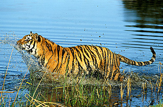 孟加拉虎,虎,成年,进入,水