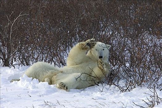 北极熊,玩,柳树,加拿大