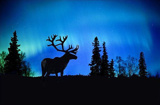 北美驯鹿,剪影,北极光,合成效果
