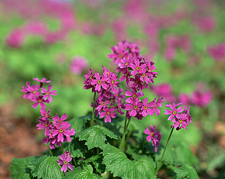 樱草花