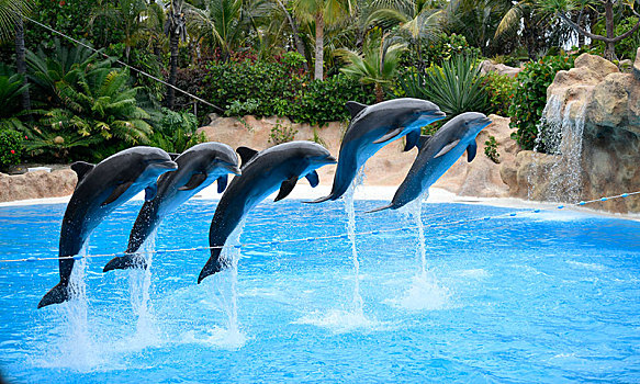 宽吻海豚,跳跃,多,上方,绳索,俘获,海豚,表演,公园,波多黎各,特内里费岛,加纳利群岛,西班牙,欧洲