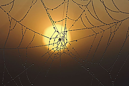 蜘蛛网,露珠,日出