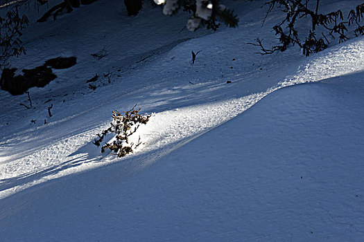 雪中小景