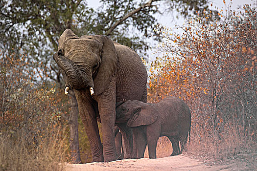 南非,萨比萨比,禁猎区,护理,小象,画廊
