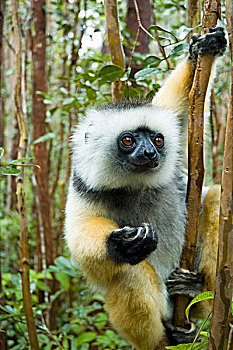 马达加斯加,安达斯巴曼塔迪亚国家公园,冕狐猴
