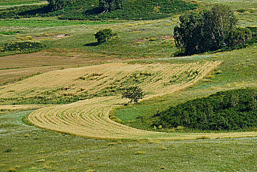 草原,牧场,内蒙古