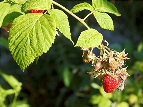 成熟,水果,红色树莓,绿色,灌木