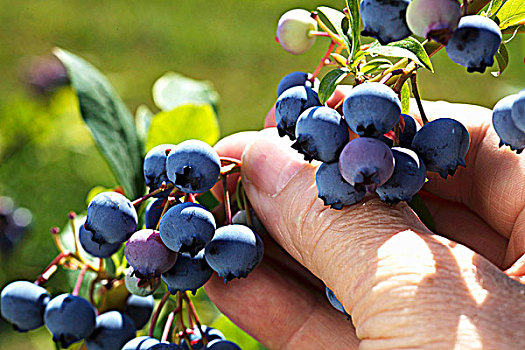 手,挑选,蓝莓,灌木