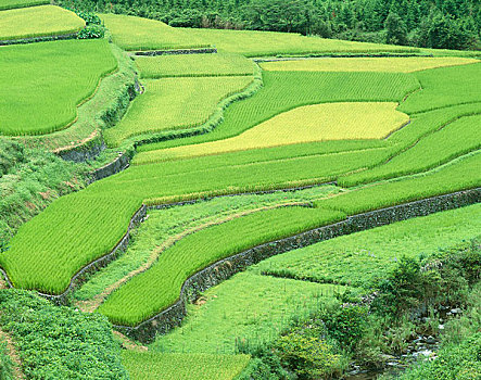 阶梯状,稻田