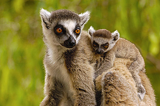 节尾狐猴,狐猴,贝伦提保护区,南方,马达加斯加