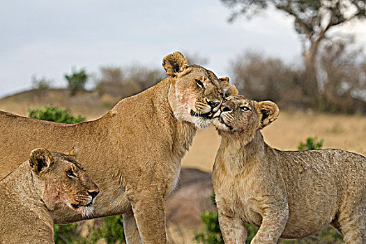 狮子,自豪,互动,食物,马赛马拉国家保护区,肯尼亚