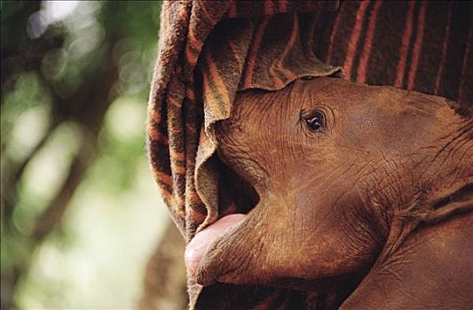 非洲象,孤儿,星期,老,食物,毯子,国家公园,肯尼亚